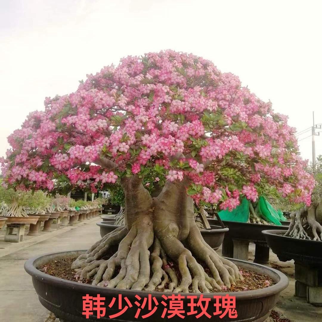 韩少沙漠玫瑰
