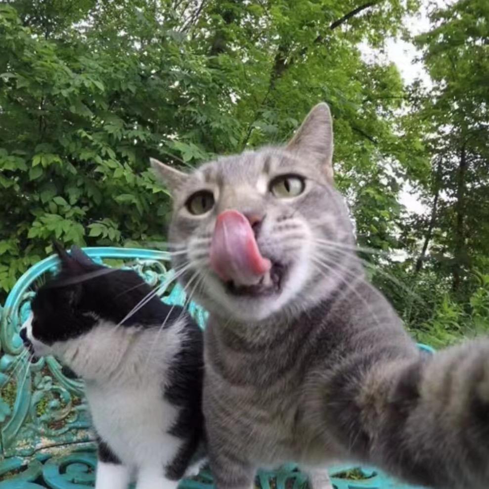 猫西天（搞笑配音）@抖音