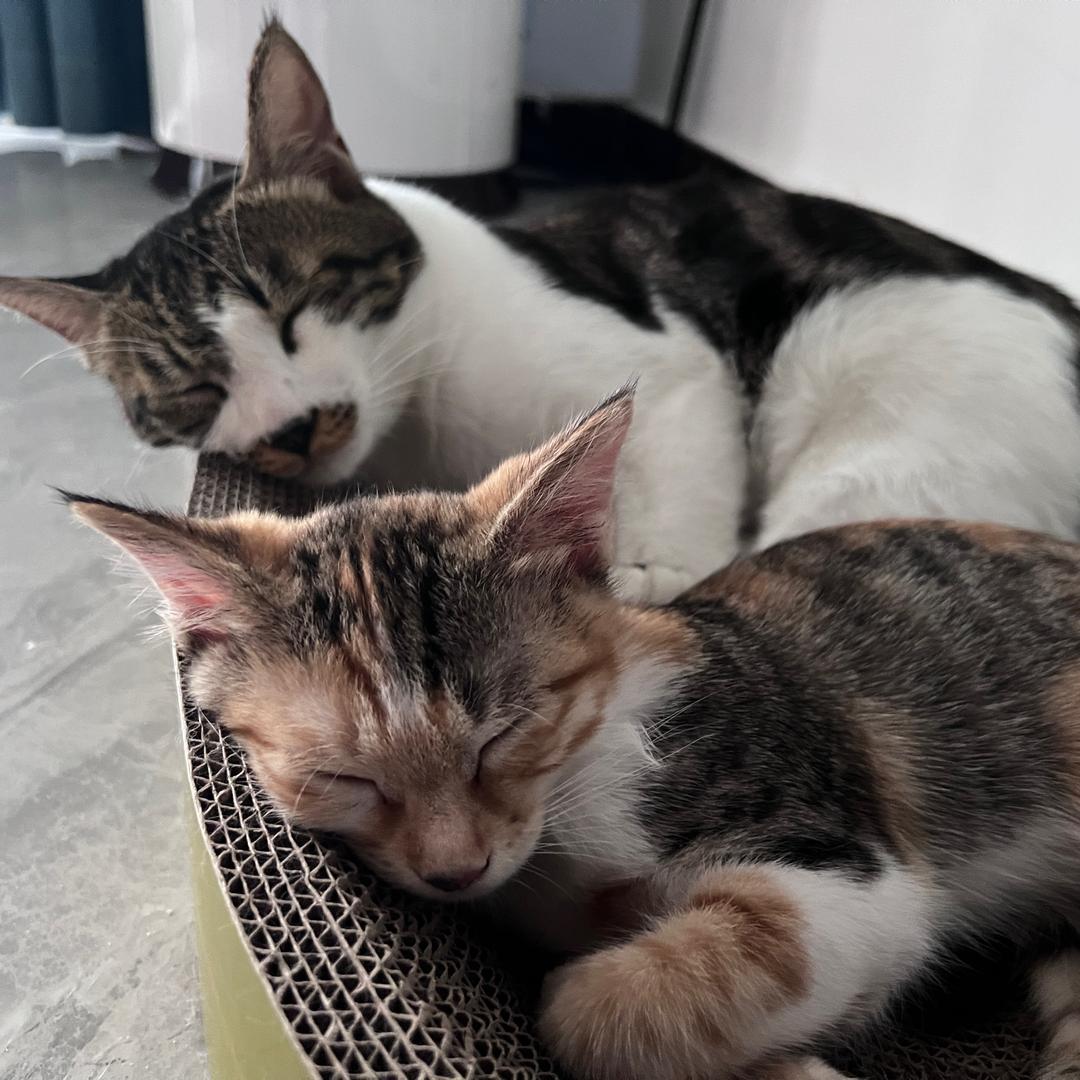 猫一直响怎么办