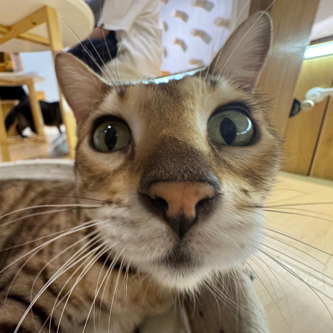 哇塞是嘎嘎我们有救啦