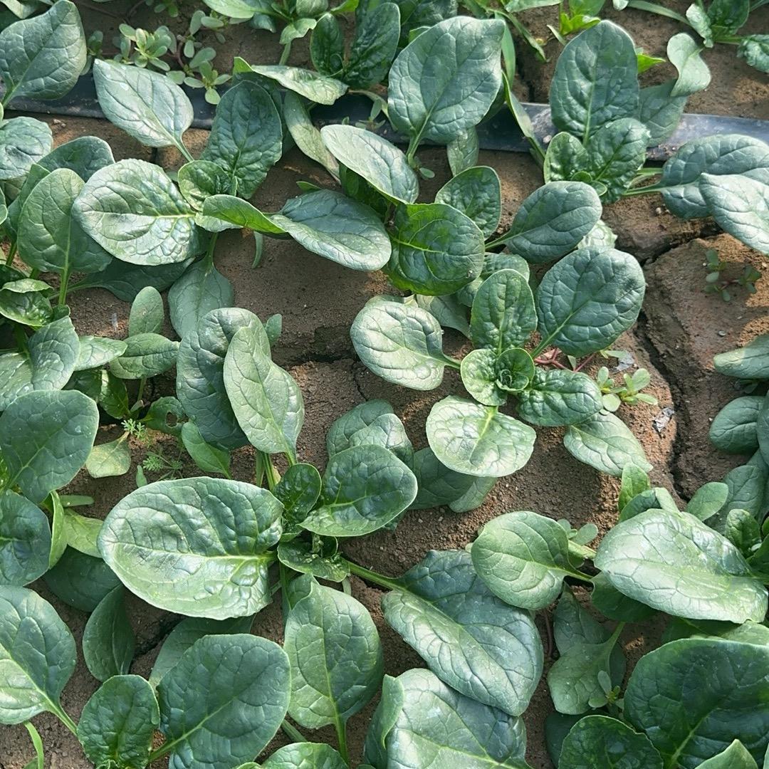 （小高做趴地菠菜）（回收陆地趴地菠菜）