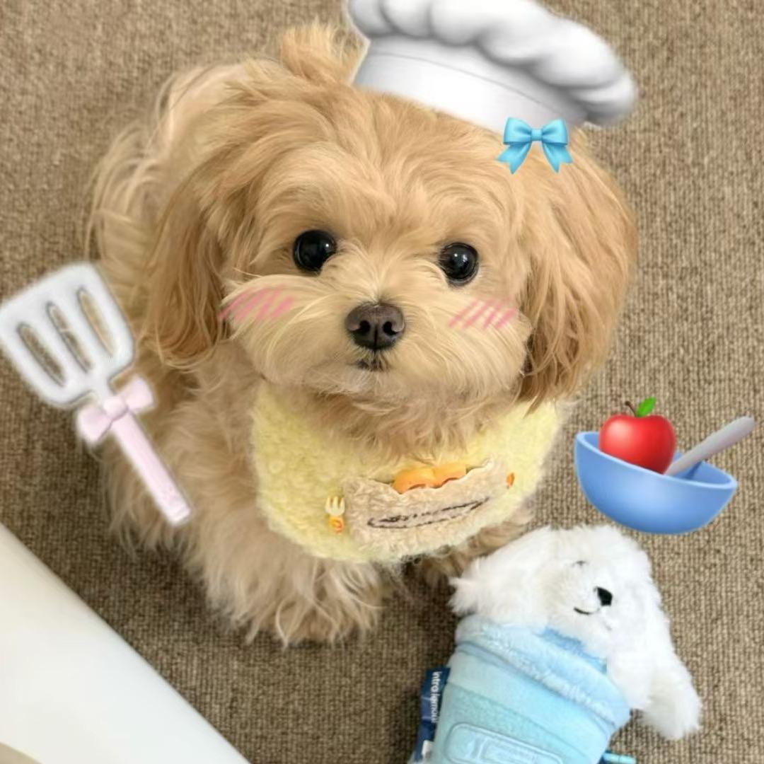 元气少女竹竿君