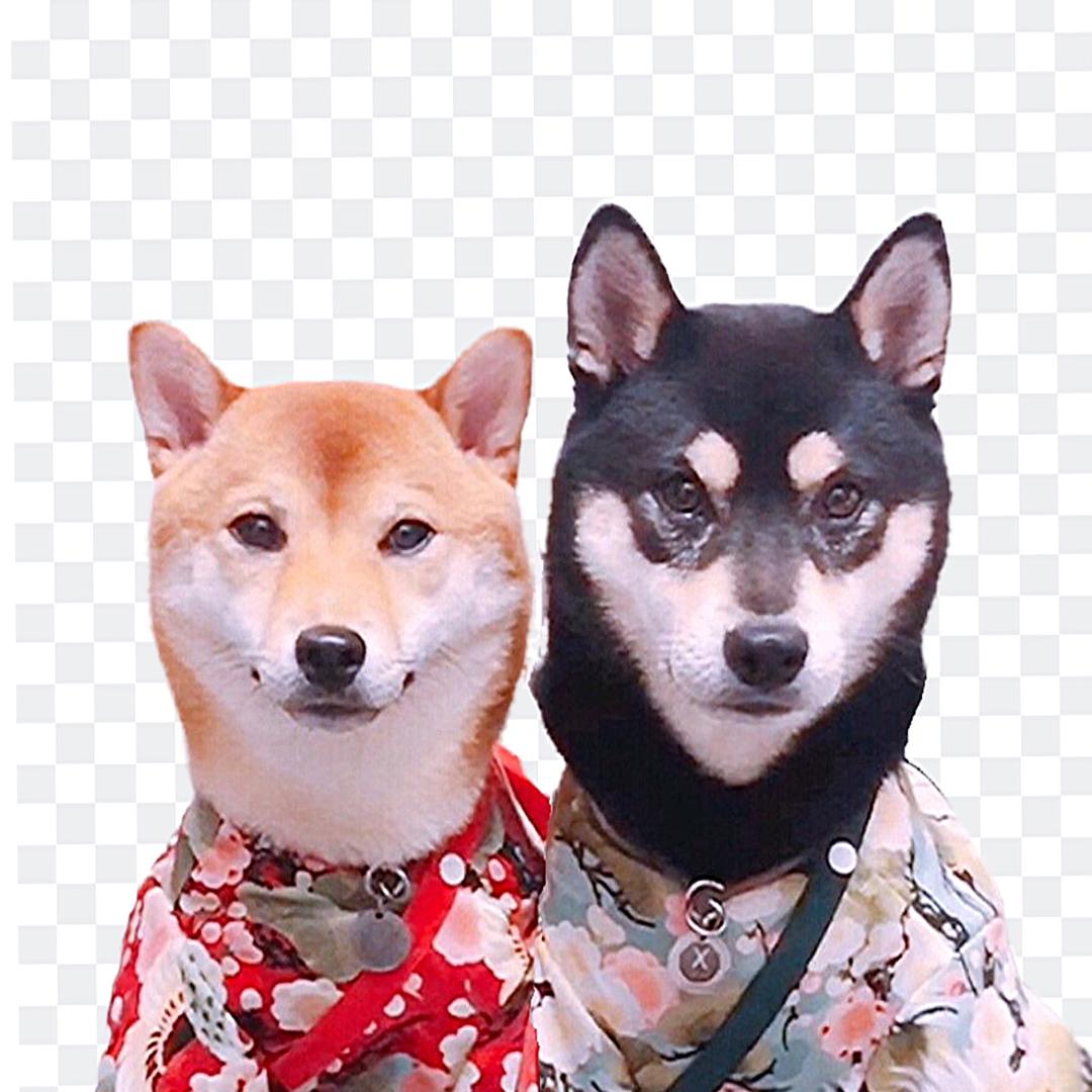 小柴犬X