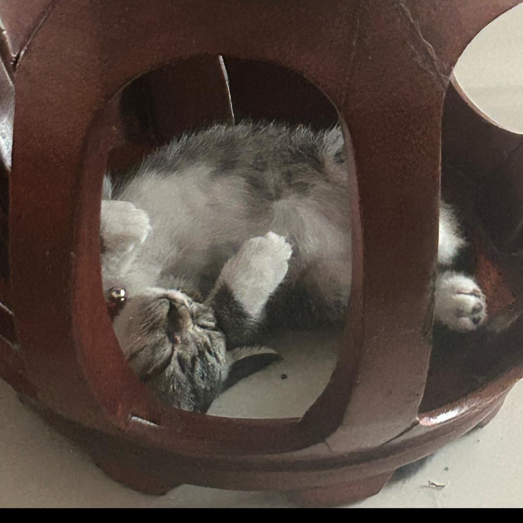 毛毛