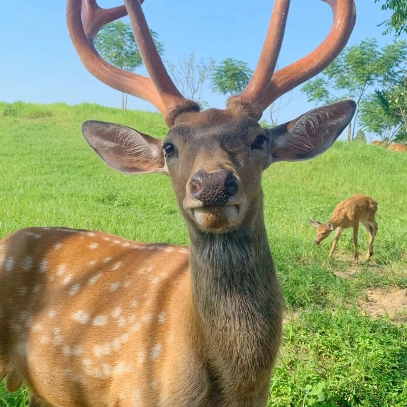 长白山鹿场生鲜店