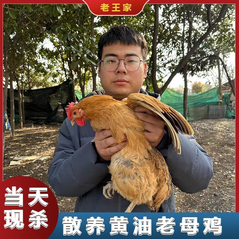 老王家散养土鸡