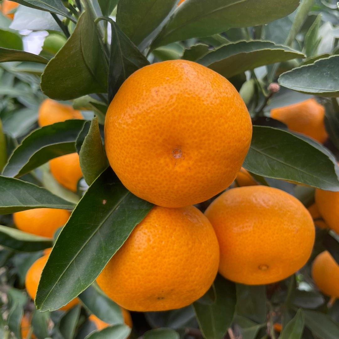 小胖家的黄岩蜜橘