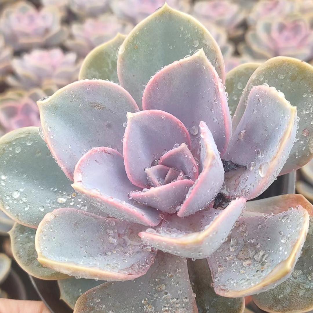 鑫鑫多肉花卉qiye