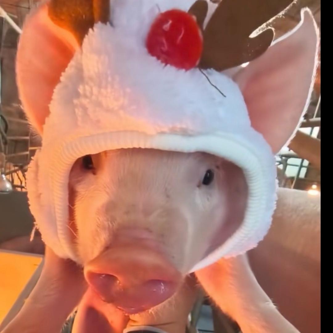 🐷梨涡远点🎀