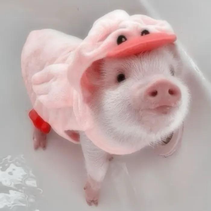 小诺