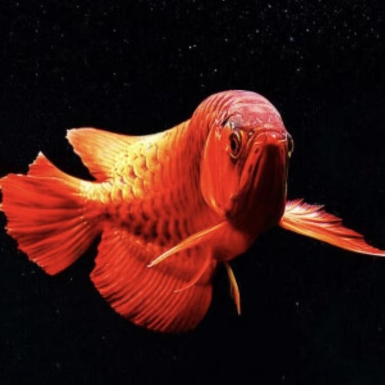 水景空间高端鱼缸水族精选店