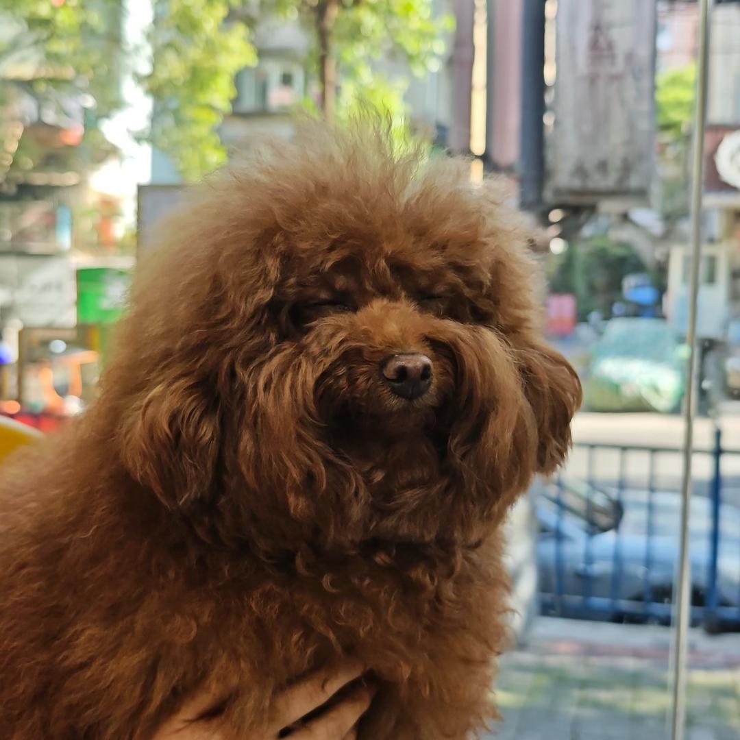 有只狗🐶叫七月