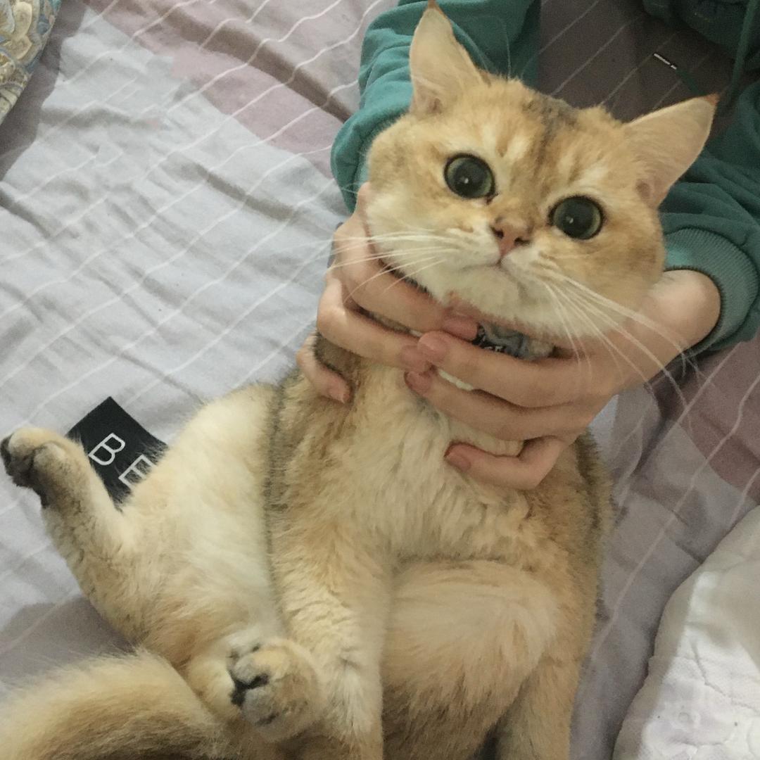 汤圆是只金渐层