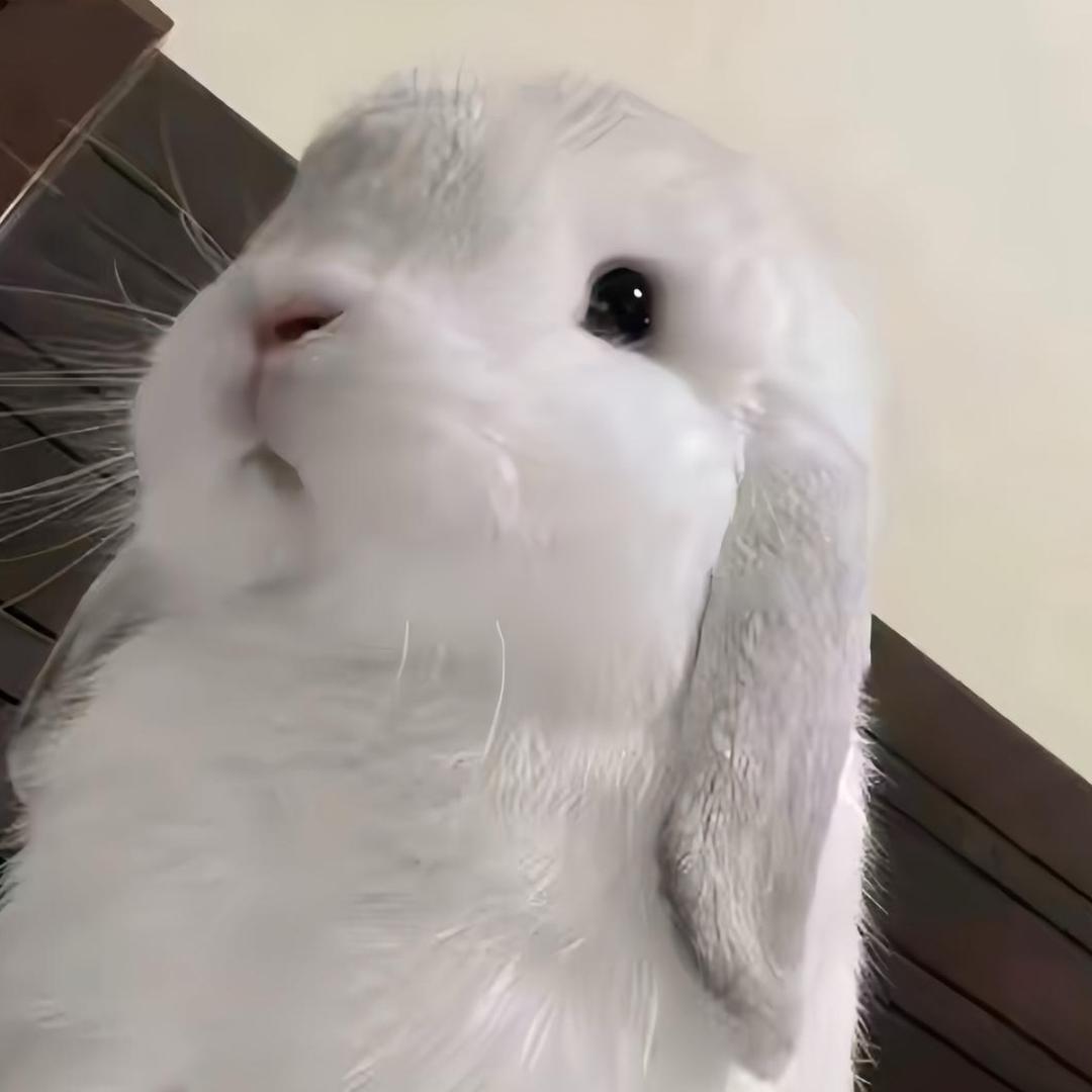 一只兔兔兔