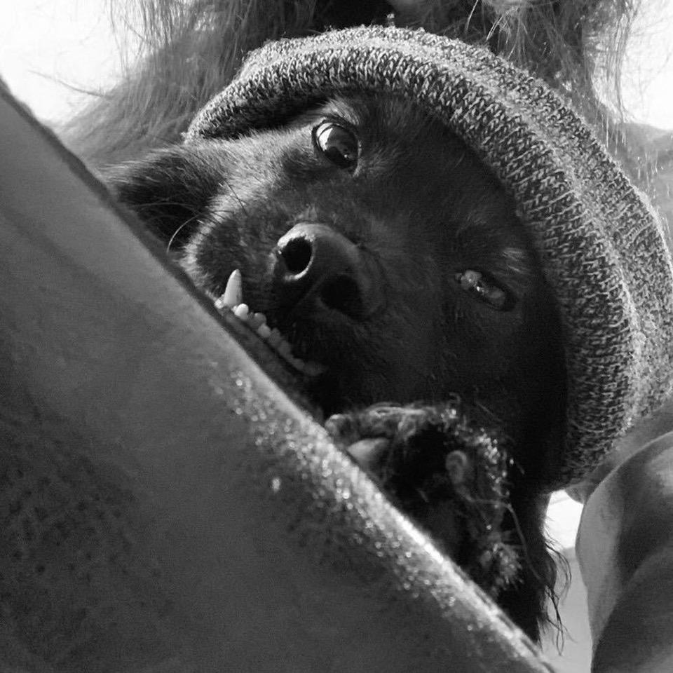 弹钢琴的罗狗皮