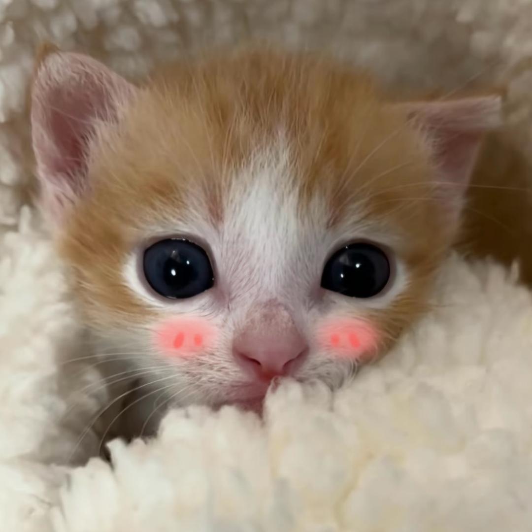 牡丹