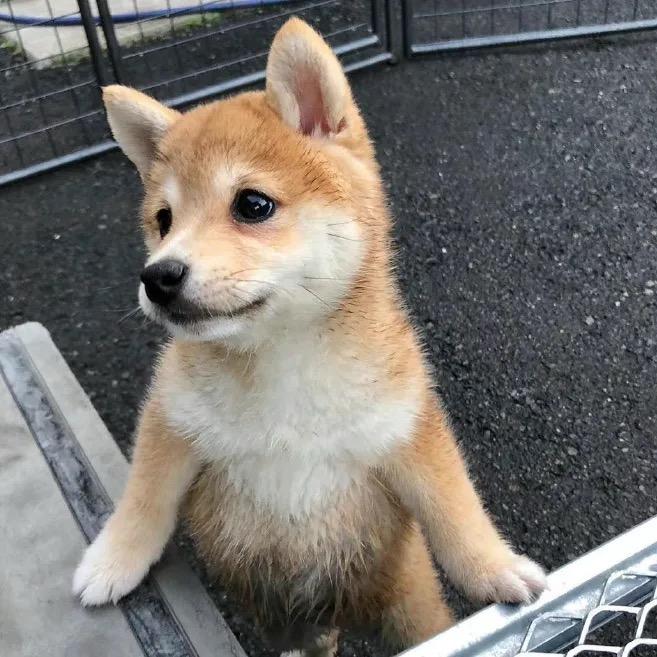 俊仔