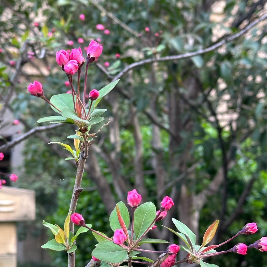 栀子花开