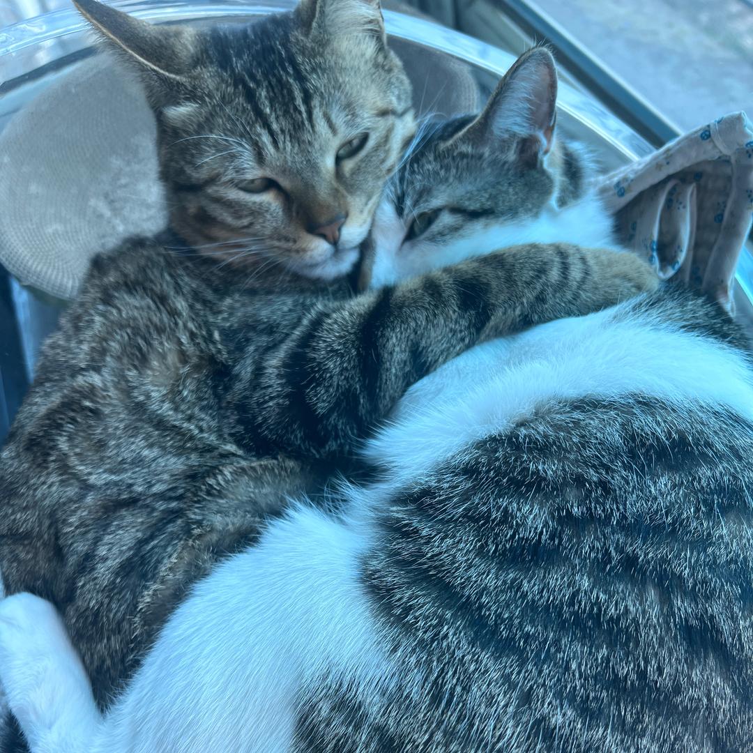 火锅是只胖喵🐱