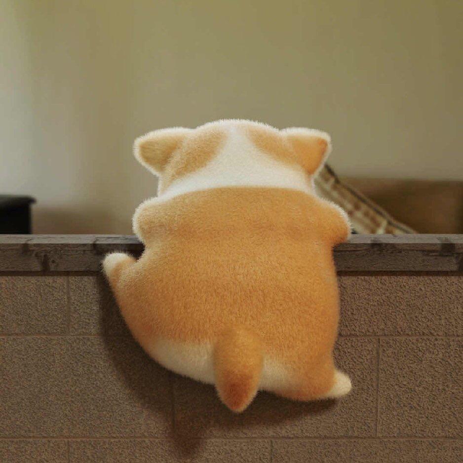 圆拱拱柯基