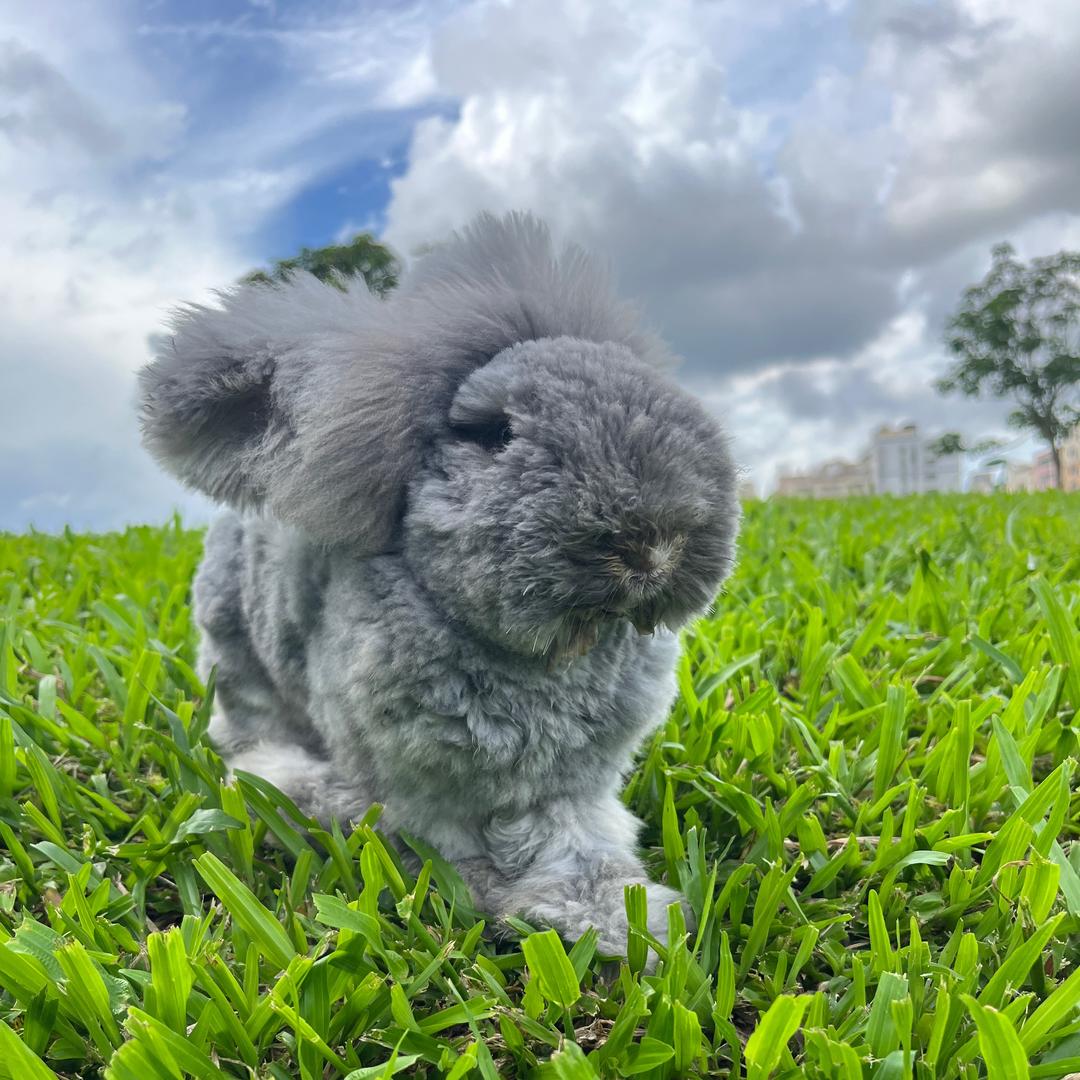 深圳晴子的安哥拉🐰（接寄养）