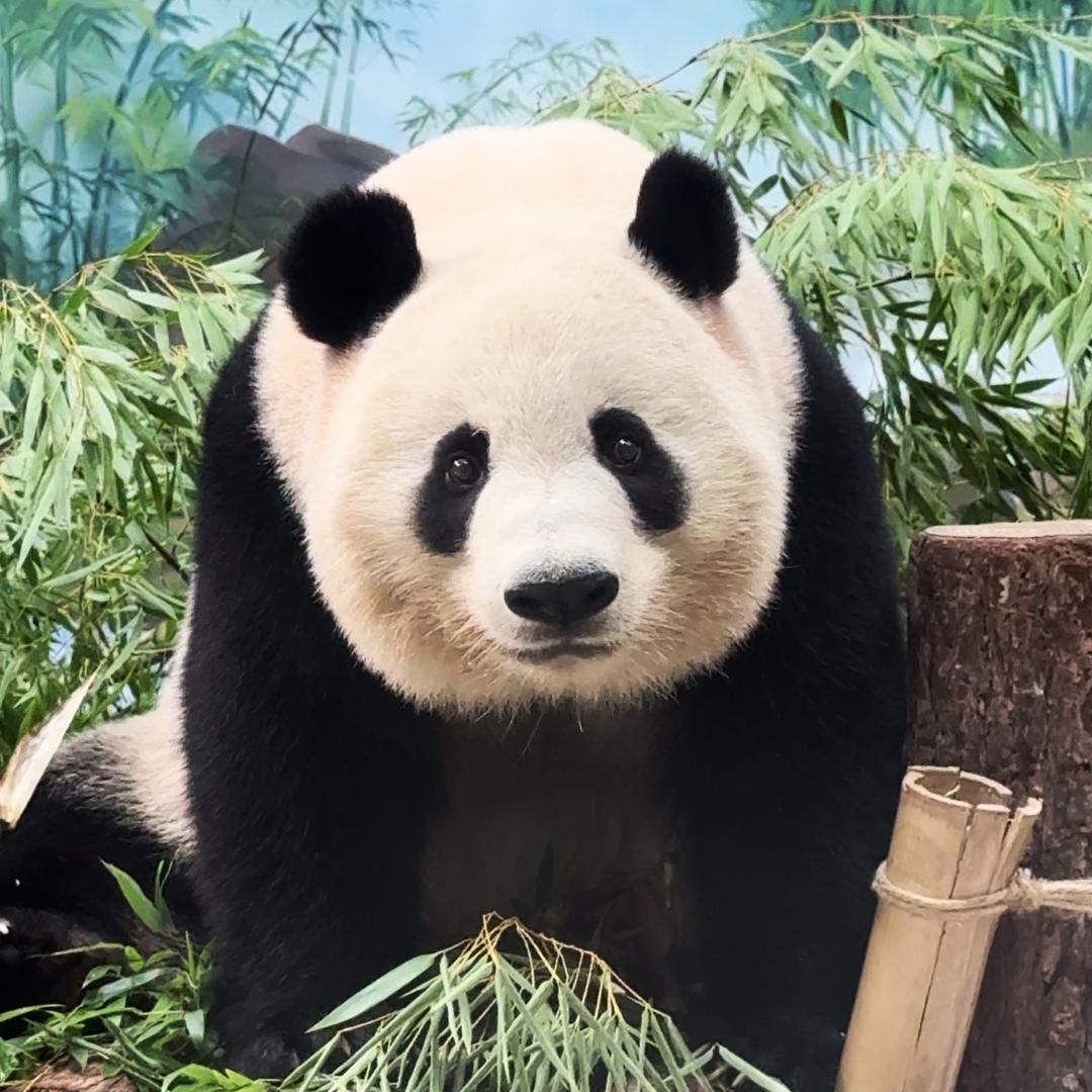 春生香果是谁（橙子的猫）