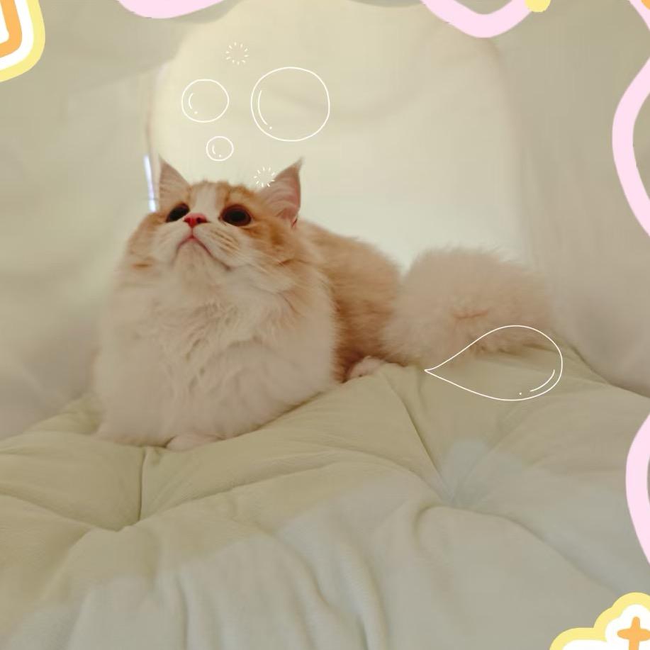 樱桃小完犊子🍒