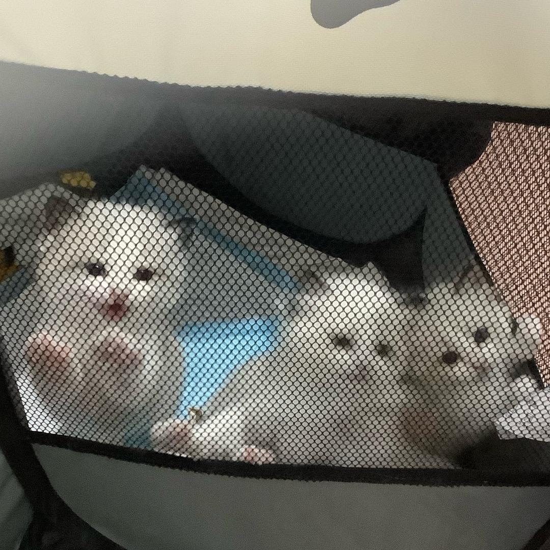 一家之主