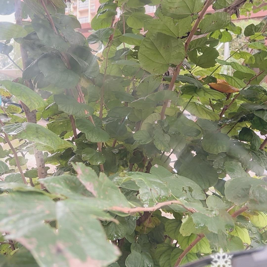 小苹果