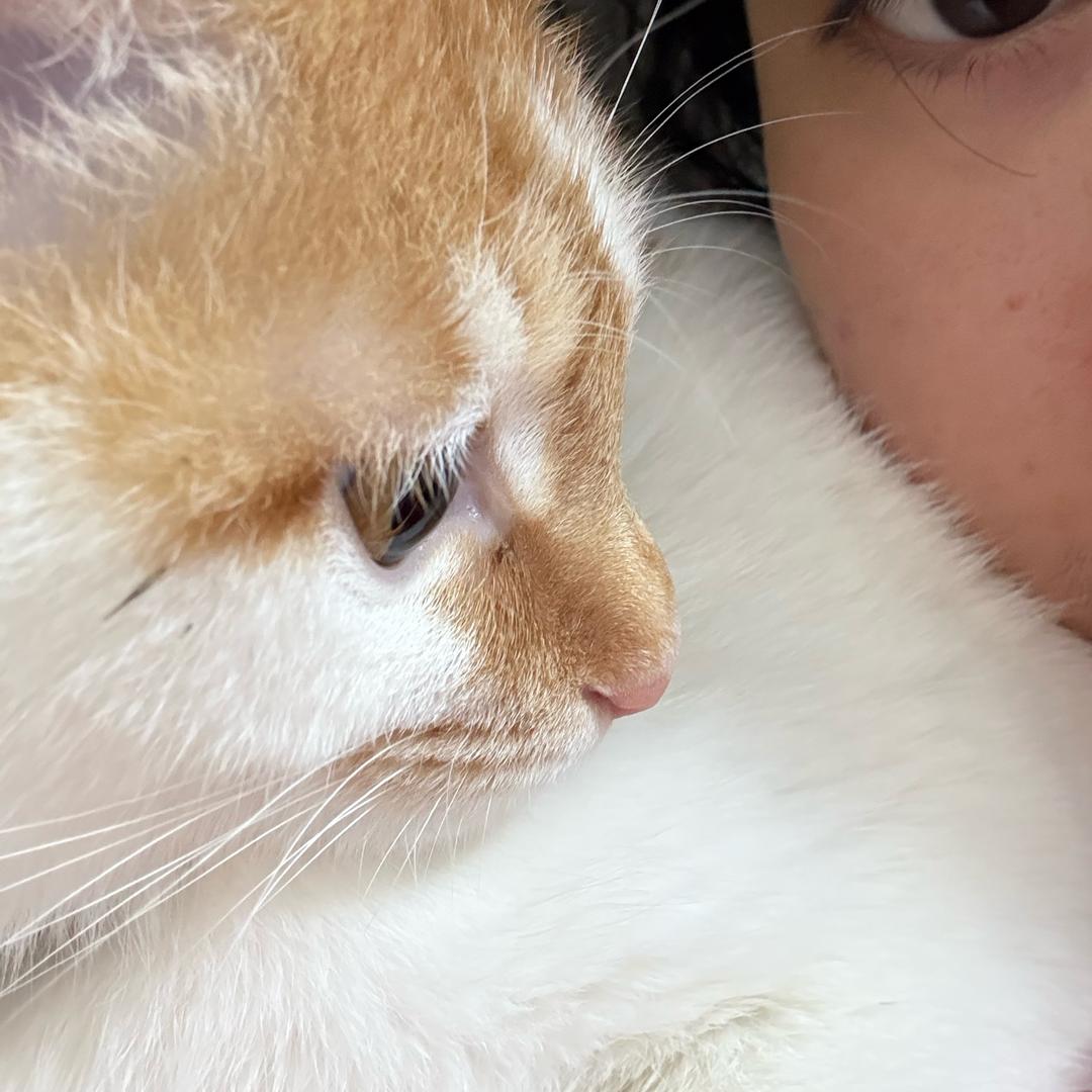 橘猫不是猫啊