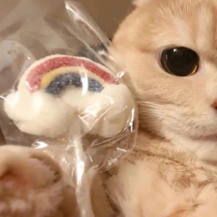 🌸国家二级赖床选手🌸