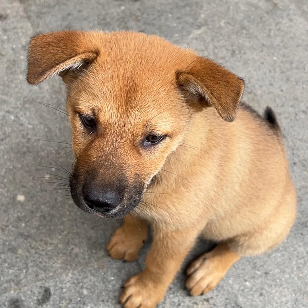 中华田园犬旺仔