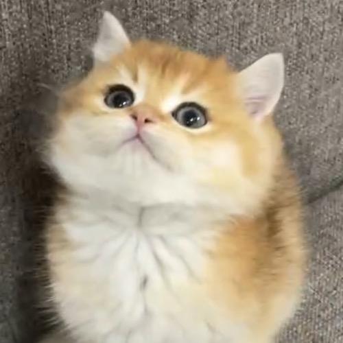 葫芦芽