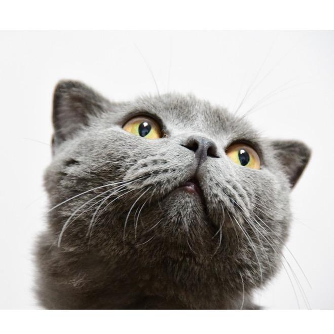 白石河畔油菜花