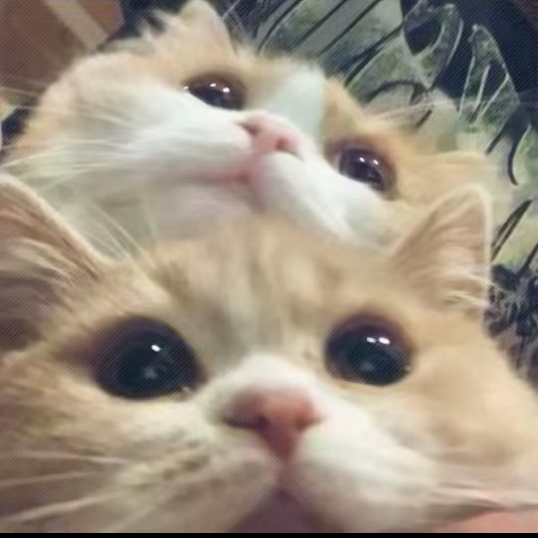 CJZJA