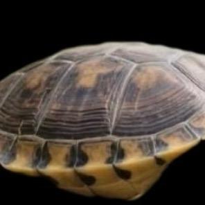 兲壳Carapace（开学缓更）