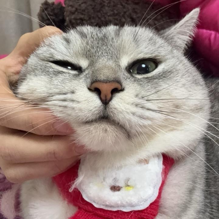 牛油果果果