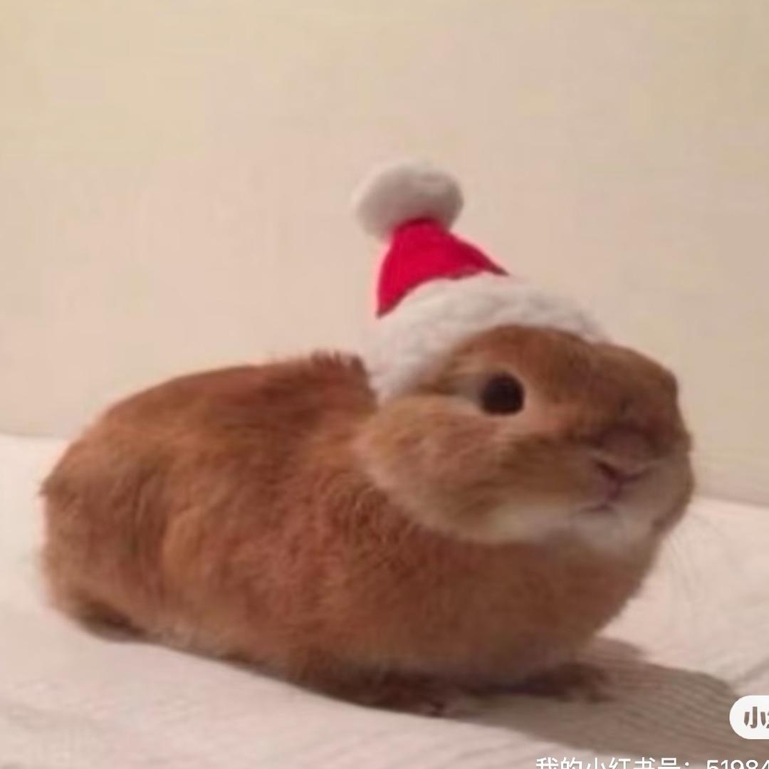 战神深渊嗜血兔兔