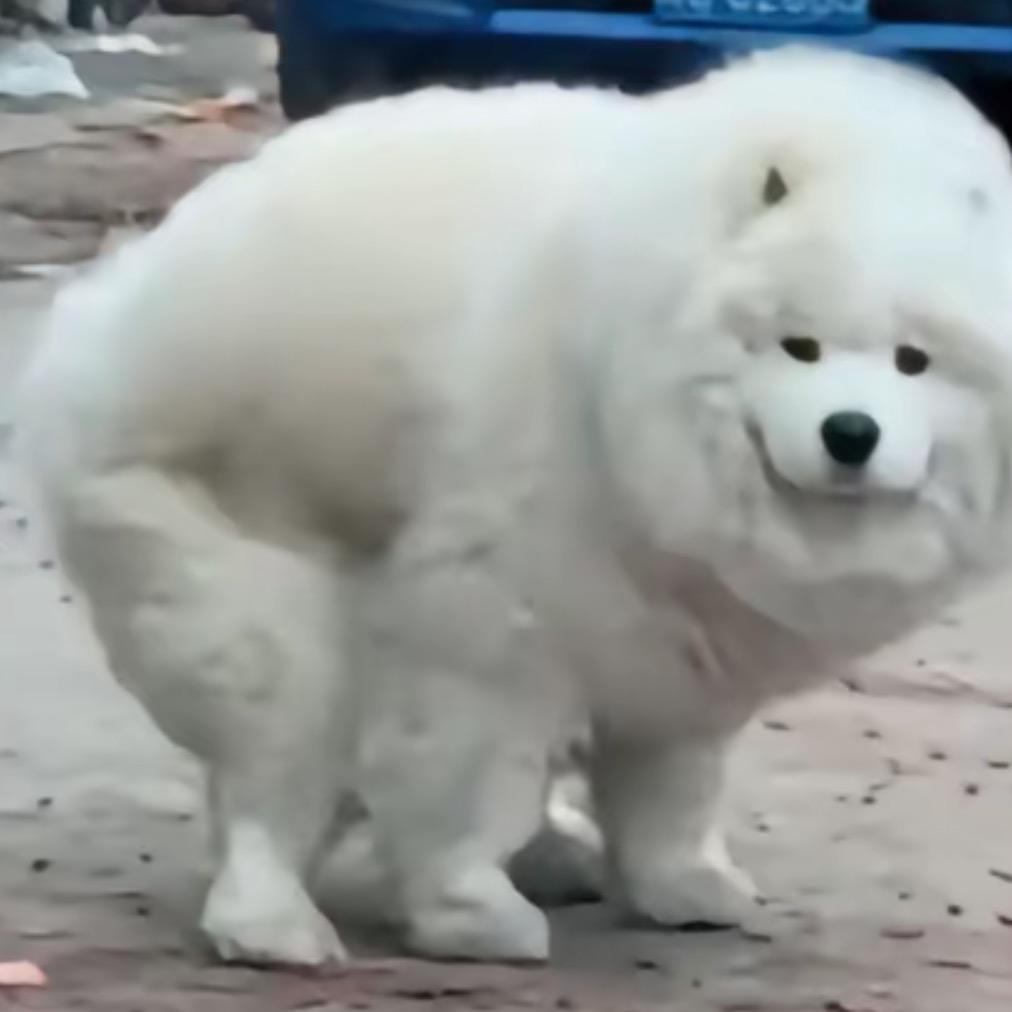 发财喵喵