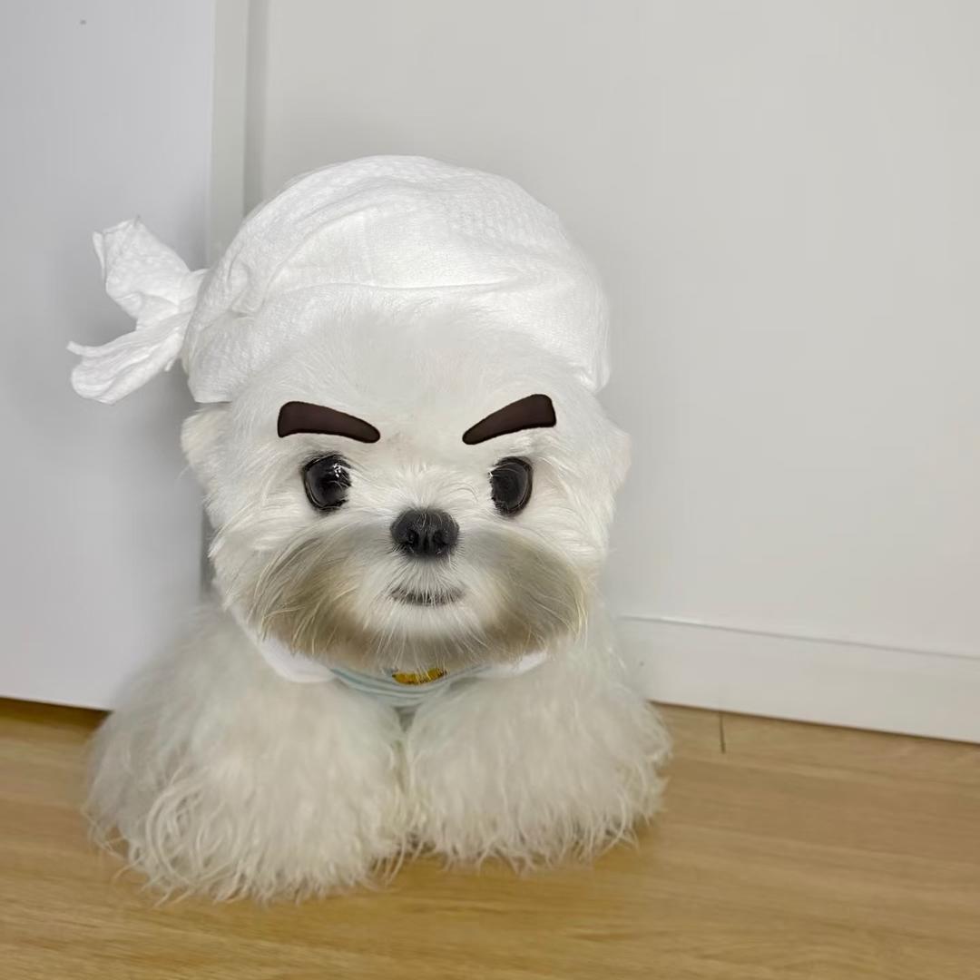 快乐小燕