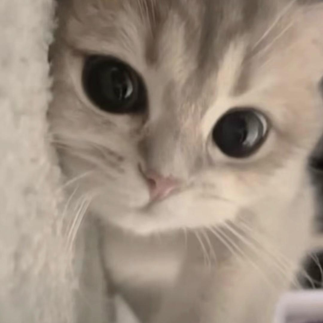 哈基米南北绿豆