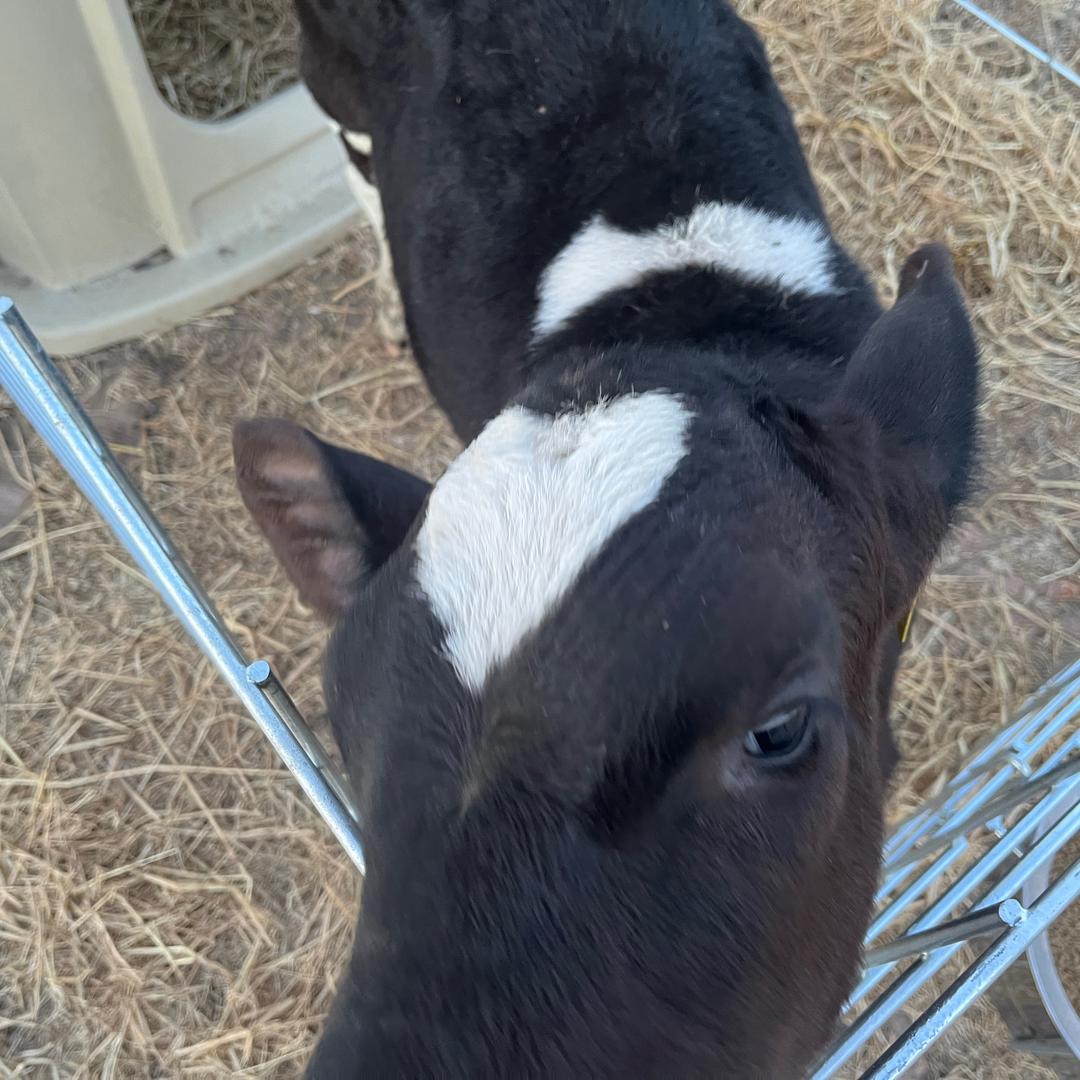 黑龙江小肥牛🐮