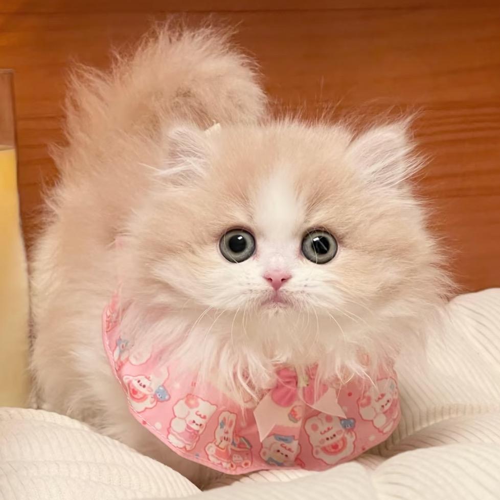 上海萌探猫舍·精品宠物