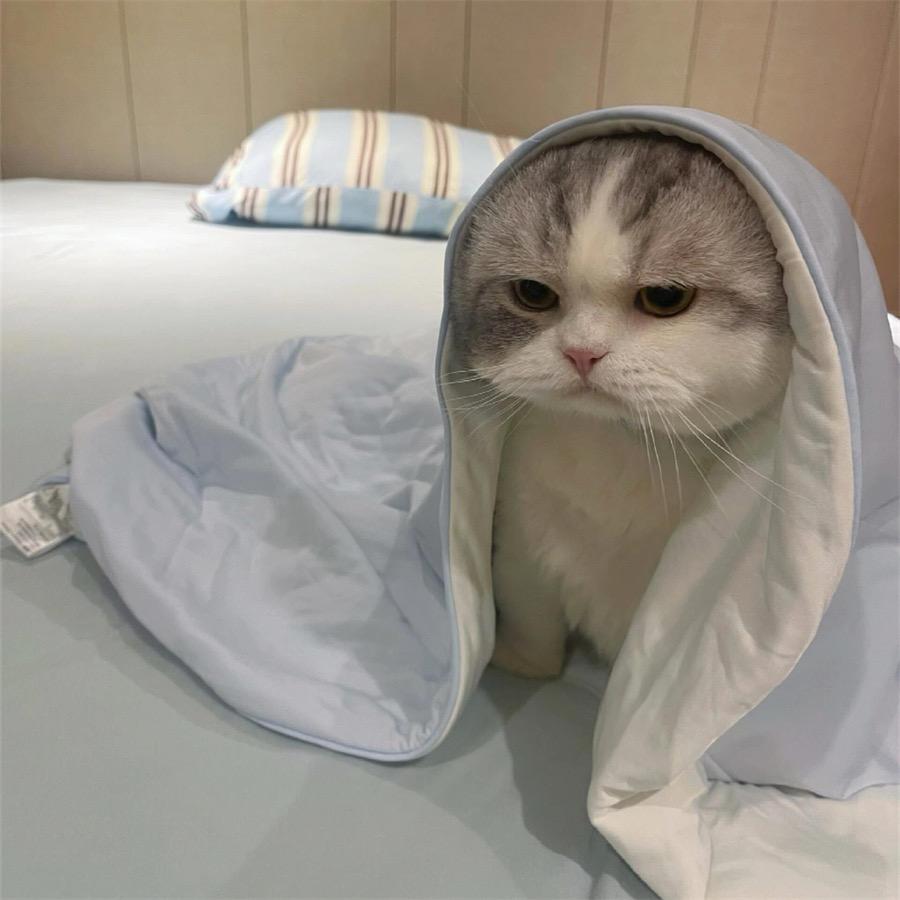 萌宠搬运工