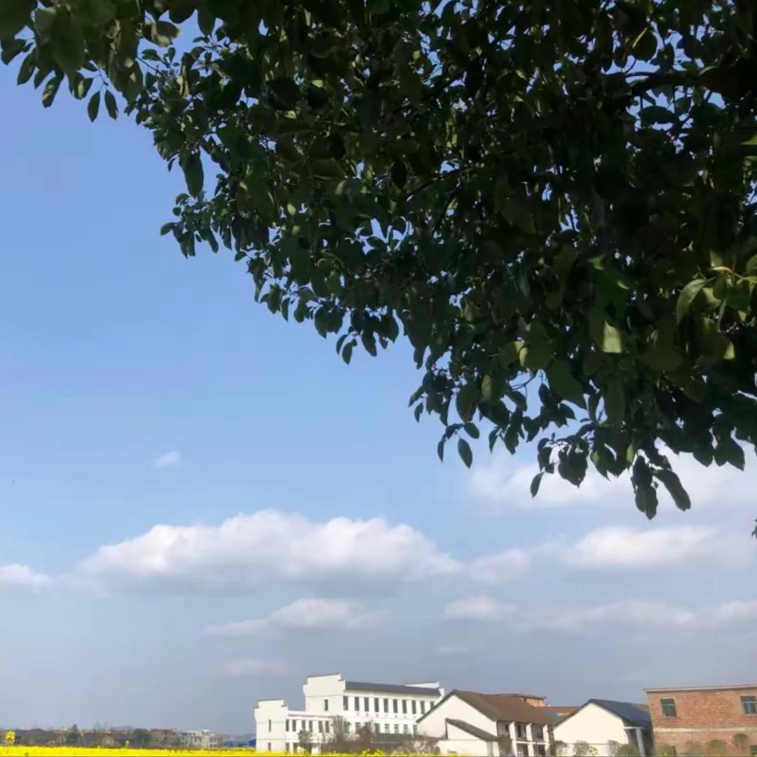 走马