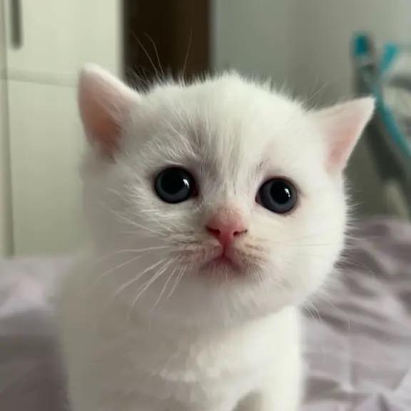 小猫肉松