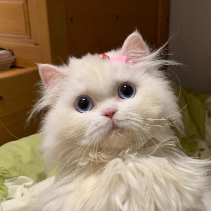 一只小棉花