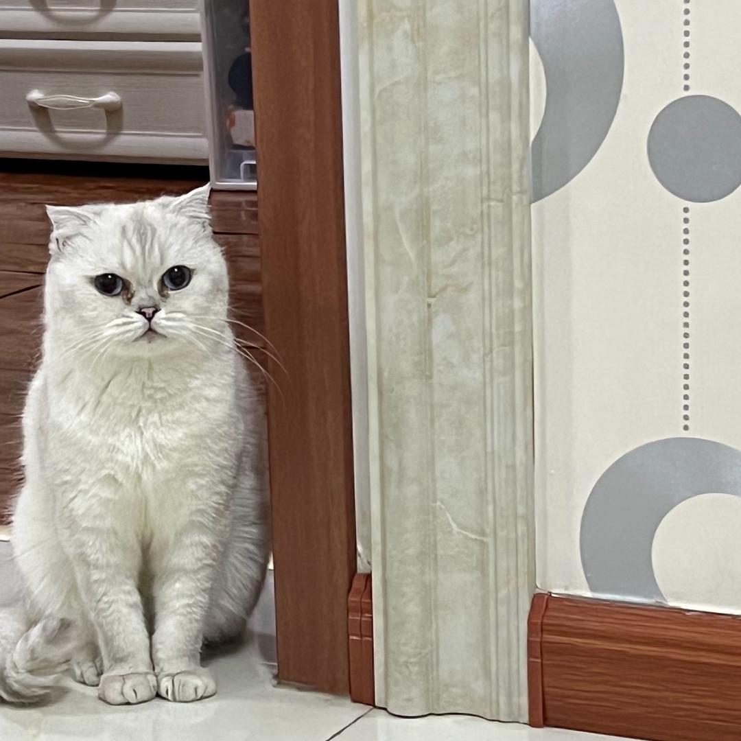 房东的猫🐱