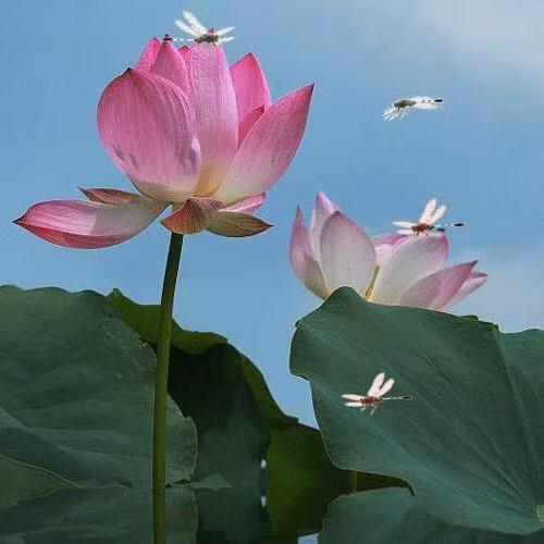 玫瑰🌹