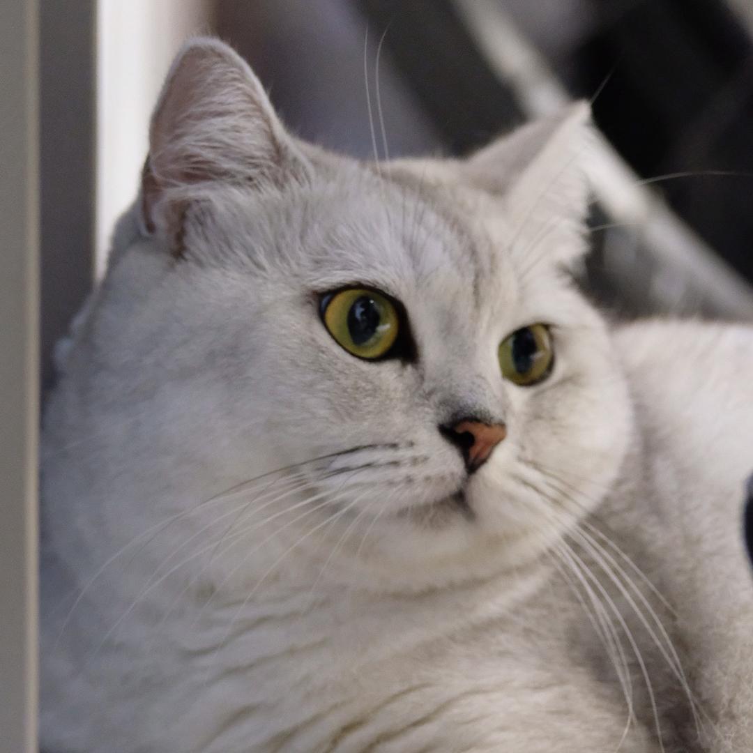 🪐二猫猫不爱吃鱼ฅ^•𐃷•^ฅ